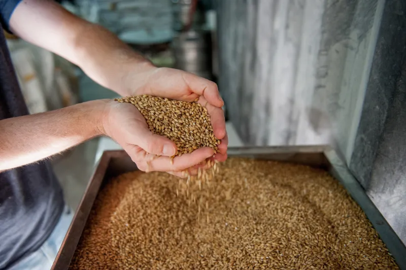 Whole grain malt for brewing beer, stored before malt milling in a small beer brewing system.