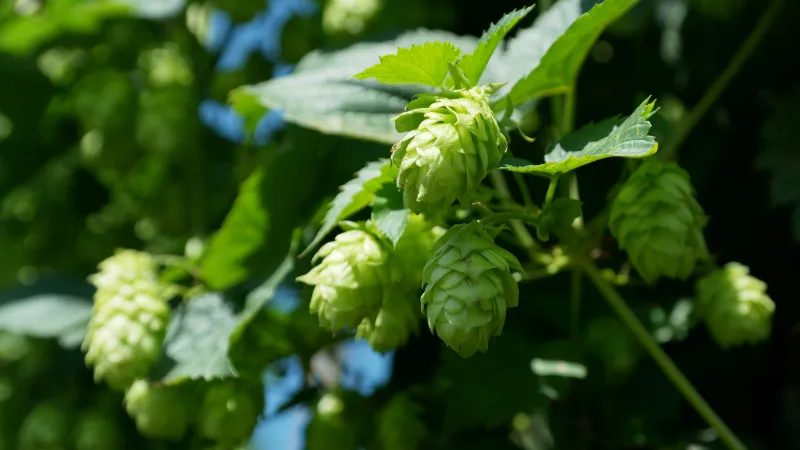 hops for craft beer