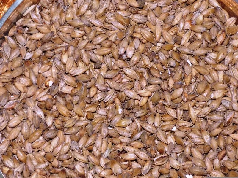 Malted barley kernels before milling, showing the husk and endosperm structure that mill gap settings must preserve